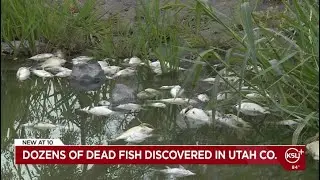 Dead fish wash up along Utah Lake and Jordan River: Algal bloom suspected