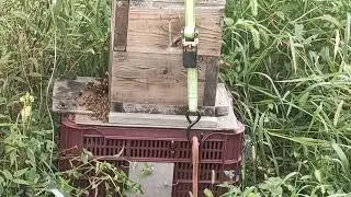 「オオスズメバチの襲撃｜Japanese Honeybees Under Attack」