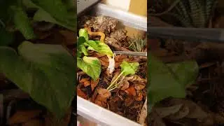 Feeding my African House Snake