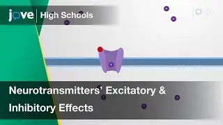 Excitatory and Inhibitory Effects of Neurotransmitters | Cell Bio | Video Textbooks - Preview