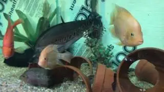 January fish room tour