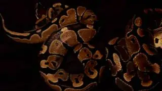 Ball Python (Royal Python,Python Regius)