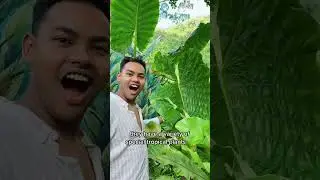 Hidden gem in Penang