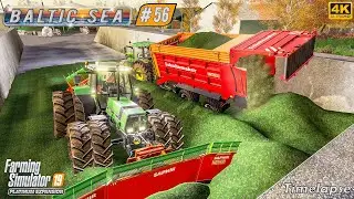 Making Clover Silage Bales & Making Alfalfa Silage ⭐ Baltic Sea #56 ⭐ FS19 4K Timelapse