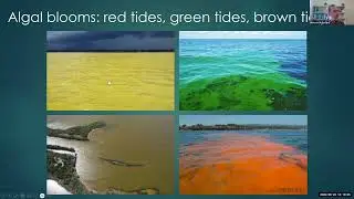Long-term Effects of Exposure to Harmful Algal Blooms (LEE-HABs) Study