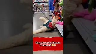When Your Dog Throws a Tantrum 😂🐶 #funny #shorts #shortvideo #youtubeshorts #viral #ytshorts #fyp