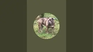 Sundown in Memphis Tennessee out with the dogs #doglove #puppy #subscribe #dog #dogs #love