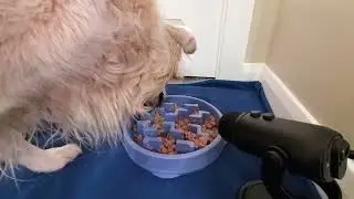 ASMR Dog Eating Wet Food From Slow Feeder Bowl For Two Hours [Samsung Galaxy S10e Stereo]