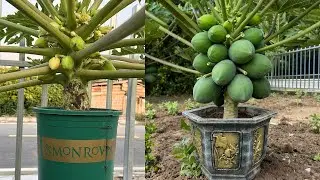 How to grow down super dwarf papaya trees in pots