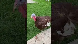 My Tom turkey gobbling