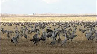 Animal Ecology