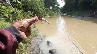 Lure Minnow Terbaik? Hampala Sungai Buktikan!