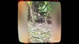 kuliner di babi panggang baddor ambawang pontianak