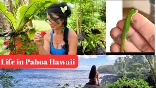 What is it like living in Pahoa Big Island Hawaii | Painted Pigs | Drone videos