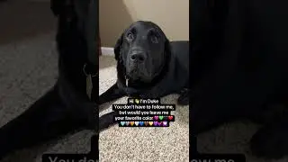 Here are my favorite 💙🩵💜🩶 #dogshorts #blacklab