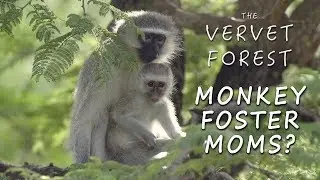 Monkey Foster Mom Program Explained - Animal Rescue Q&A - Vervet Forest