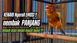 Masteran Kenari Cuit CUIT GACOR PANJANG !! Masteran Kenari PAUD dan Pancingan Kenari MACET BUNYI