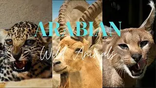 15 SAUDI ARABIA ANIMALS YOU DIDN'T KNOW EXISTED | ANIMALS THAT CAN BE FOUND IN SAUDI ARABIA