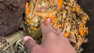 Meaty Mega-Feeding for our Animal Products Worm Bin -- Turkey Broth Retentates
