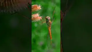 Dragonfly Macro Photography with Apexel 100mm macro lens 😍🔥 #nature #macrophotography #dragonfly