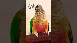 Charming Green Cheek Conure Sings Beautifully | If You're Happy, Clap Your Hands 🎶 #greencheekconure