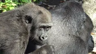 Visiting Gorilla Haoko Troop,Sumomo,Toto,Riki,Momoko,Komomo參觀上野動物園金剛猩猩浩子一家Sumomo喜歡騎在阿姨Toto背上