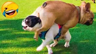 HILARIOUS DOGS Being Weird 🤪 NEW Funniest Dogs Video 2025 #14