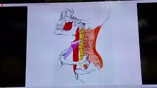 ا.د اسماعيل زهدي  Deep neck space infection من محاضرات القصر العيني 
