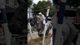 🐴 Ring riding Vlissingen 🇳🇱 Netherlands @TravelwithHugoF #ringriding #vlissingen