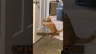 Orange Cat Core 🤣🤣🤣
