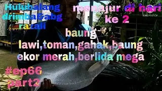 baung lawi,toman,begahak,baung ekor merah,berlida saiz mega hasilnya