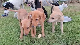 Кормление голодных бездомных собак — без приюта, без еды, без воды 💔🐶 | Информирование о выживани...