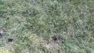 Holes in the grass... Any clue what they are from?
