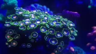 How to get rid of pests in the reef tank zoa destruction