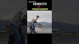 Joran Jack's Vision Venduto VS Toman babon !! @JacksVisionIndonesia #jacksvision