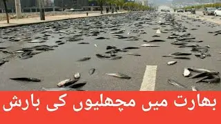 indai in rain the fish //Abdullahworld news