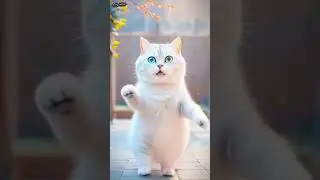Dancing cat Cat show funny😺 video Billi video Virals shots Cute cat Cat love#funnycatvideos#catdance