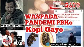 Waspada PBKo Serang Kopi Gayo #lintasgayo #podcast 