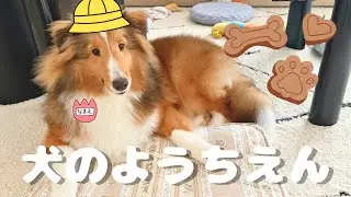 【生後6ヶ月】犬の幼稚園に行ってきた【シェルティ】