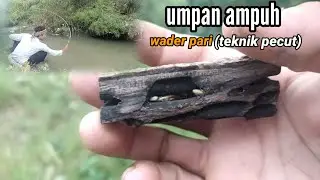 umpan jitu wader pari untuk teknik pecut tenkara || joran bambu