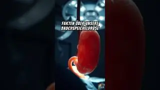 Was deine Bauchspeicheldr&uuml;se wirklich leistet 😳🧠💥 #wissen #entdecken #facts