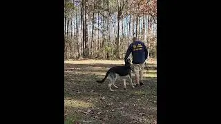 Dog Obedience Training Jeff McCall The International K9 Foundation Mississippi