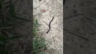 Creeper #naturevideo  #naturevlog by Nature Nuts
