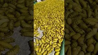 Eri Silk worms,yes Meghalayans eat,do you eat?do leave your comments #food #silkworms #erisilkworms