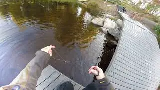 Fishing Pike In Joutsa