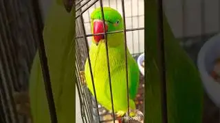 #bolnewalaparrot#talkingparrot#parrotspeak#parrotvideo#funny#entertainment#birds#mummy#parrot#monkey