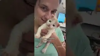 Kitten Born With Multiple Birth Defects Barely Escapes Death After Being Found In a Puddle