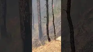 Forest fire in Bageshwar, Kumaon: Why forest in Uttarakhand are burning?