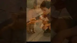 &ldquo;A tiny life, a huge meaning.&rdquo;#SaveTheCats#CareForStrayCats#StrayCatsMatter#vidioshort #vidioviral