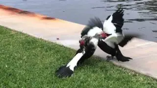 Holy Duck! Ducks fight over female!